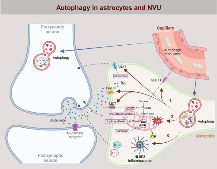 Targeting autophagy in astrocytes: a potential for neurodegenerative disease intervention.