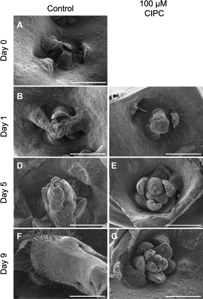 Identification of Gene Targets for the Sprouting Inhibitor CIPC.