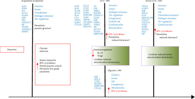 Cardiac and Digestive Forms of Chagas Disease: An Update on Pathogenesis, Genetics, and Therapeutic Targets.