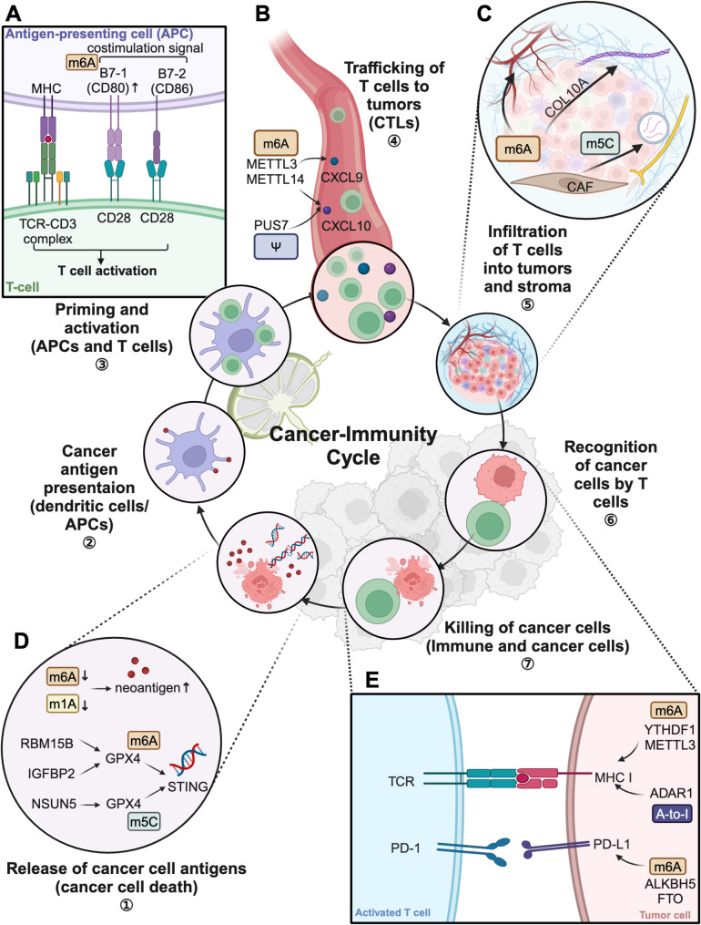 RNA modifications in the tumor microenvironment: insights into the cancer-immunity cycle and beyond.