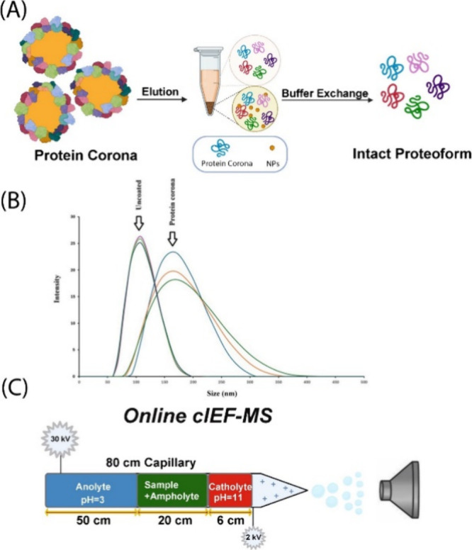 Top-Down Proteomic Profiling of Protein Corona by High-Throughput Capillary Isoelectric Focusing-Mass Spectrometry.
