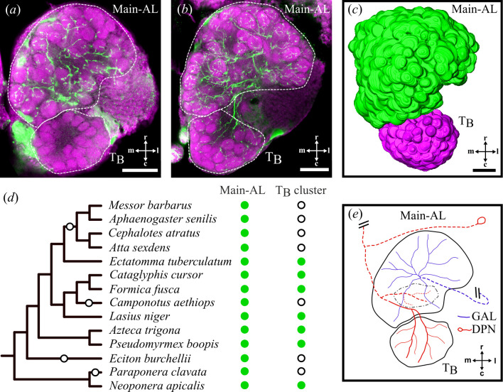 Ancestral complexity and constrained diversification of the ant olfactory system.