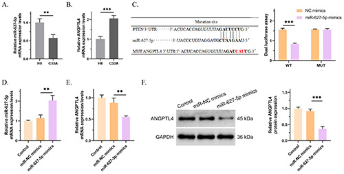 miR-627-5p inhibits malignant progression of cervical cancer by targeting ANGPTL4.
