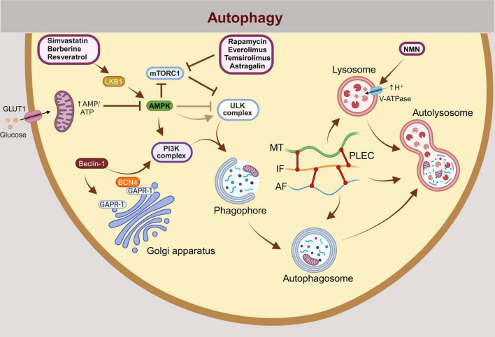 Targeting autophagy in astrocytes: a potential for neurodegenerative disease intervention.