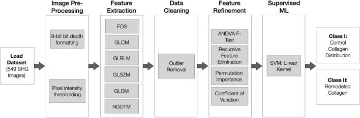 Classification of collagen remodeling in asthma using second-harmonic generation imaging, supervised machine learning and texture-based analysis.
