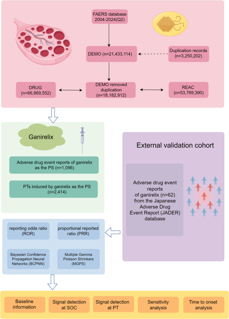 Post-marketing safety profile of ganirelix in women: a 20-year pharmacovigilance analysis of global adverse drug event databases (2004-2024).