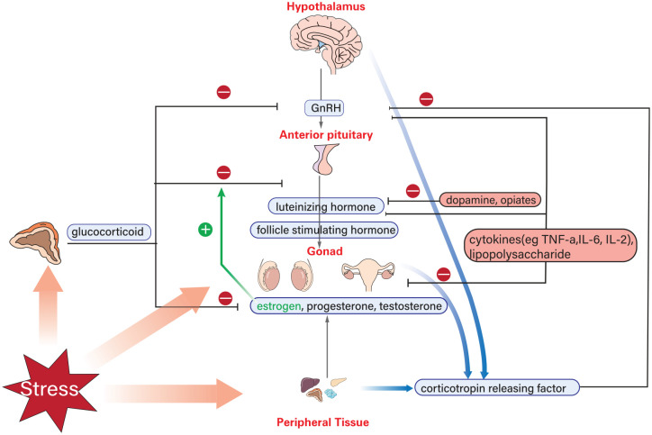 Critical illness and sex hormones: response and impact of the hypothalamic-pituitary-gonadal axis.
