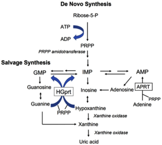 Epigenetic modulation of human neurobiological disorders: Lesch-Nyhan disease as a model disorder.