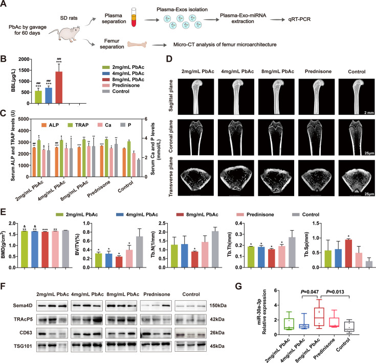 Osteoclast-derived exosomal miR-30a-3p promotes lead exposure-induced osteoporosis by triggering osteoblastic pyroptosis.