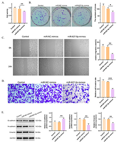 miR-627-5p inhibits malignant progression of cervical cancer by targeting ANGPTL4.