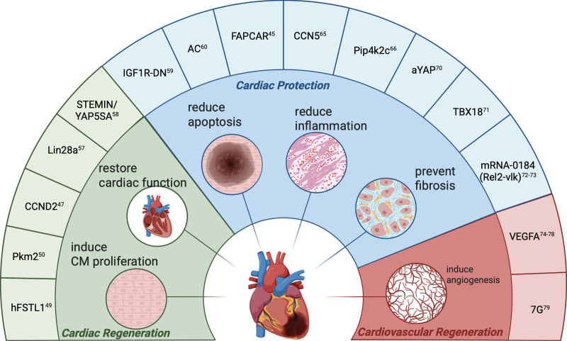 Harnessing mRNA technology for ischemic heart disease: a review of regenerative and protective therapies.