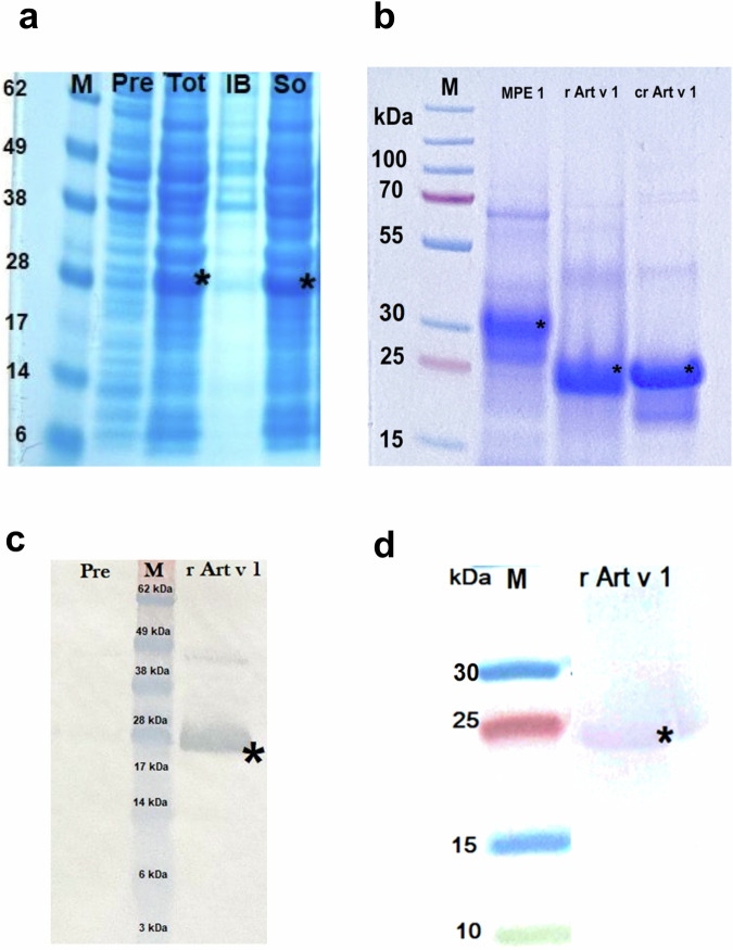 Comparison of rArt v 1-based sublingual and subcutaneous immunotherapy in a murine model of asthma.