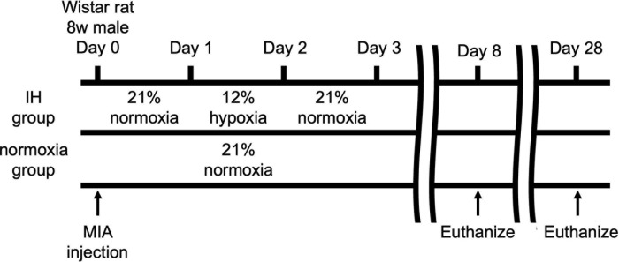 Intermittent hypoxic stimulation promotes efficient expression of Hypoxia-inducible factor-1α and exerts a chondroprotective effect in an animal osteoarthritis model.