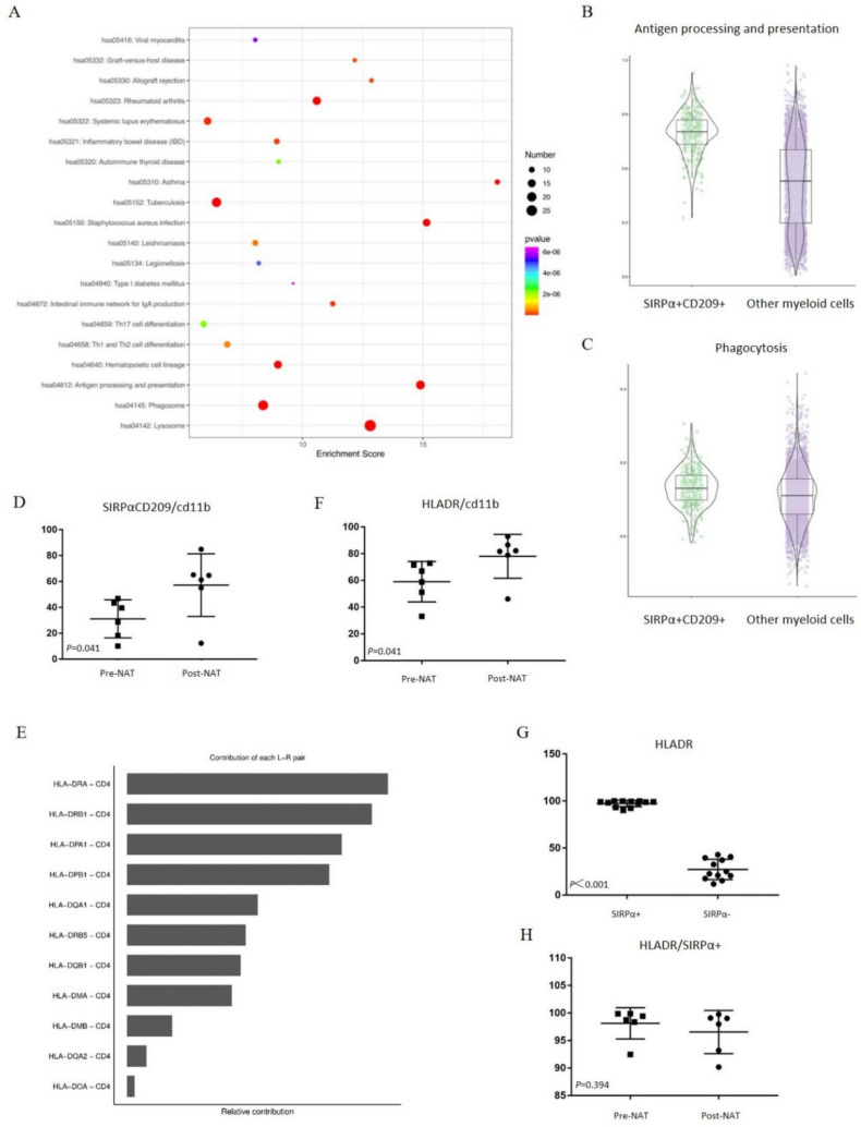 SIRPα + CD209 + cell: a specialized antigen-presenting cell that contributes to anti-SIRPα/RT therapy in colorectal cancer.