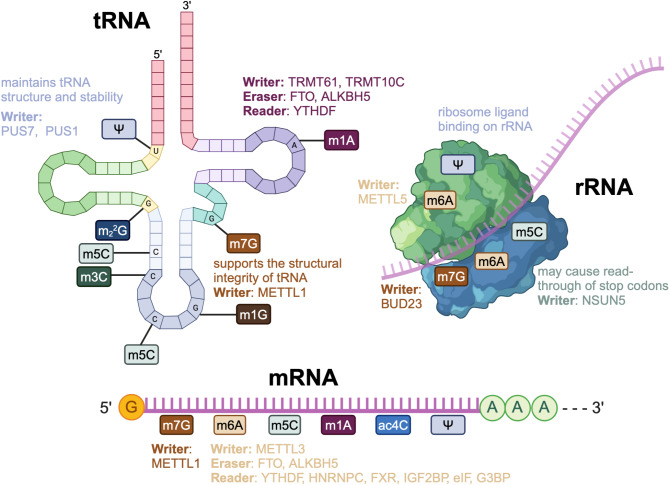 RNA modifications in the tumor microenvironment: insights into the cancer-immunity cycle and beyond.