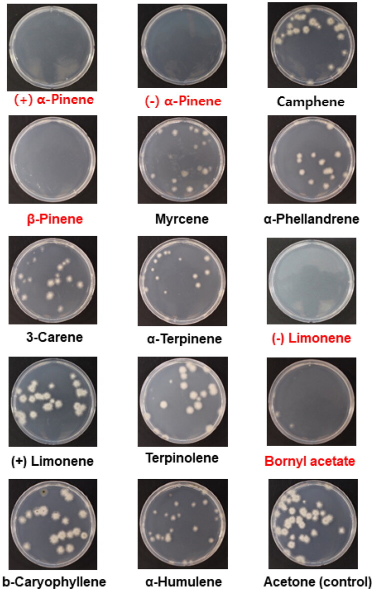 Effects of Resinous Compounds from Pine Trees on Spore Germination and Mycelial Growth of a Nematophagous Fungus, <i>Esteya vermicola</i>.