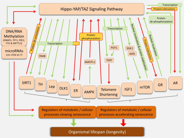The hippo pathway: a molecular bridge between environmental cues and pace of life.