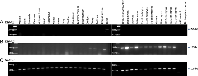 Expression of tripartite motif family-like protein 1 and 2 in early conceptus development and placentation in the pig.