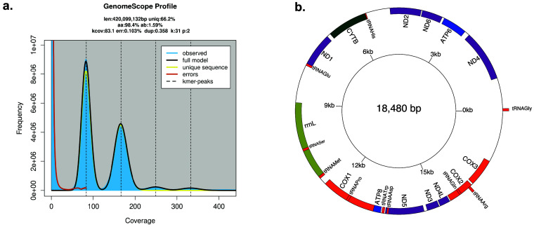 Genome assembly and annotation of <i>Acropora pulchra</i> from Mo'orea French Polynesia.
