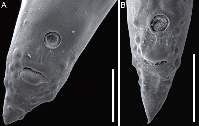 Ascaridia hermaphrodita (Froelich, 1789) and Ascaridia columbae (Gmelin, 1780) in neotropical psittacine birds.