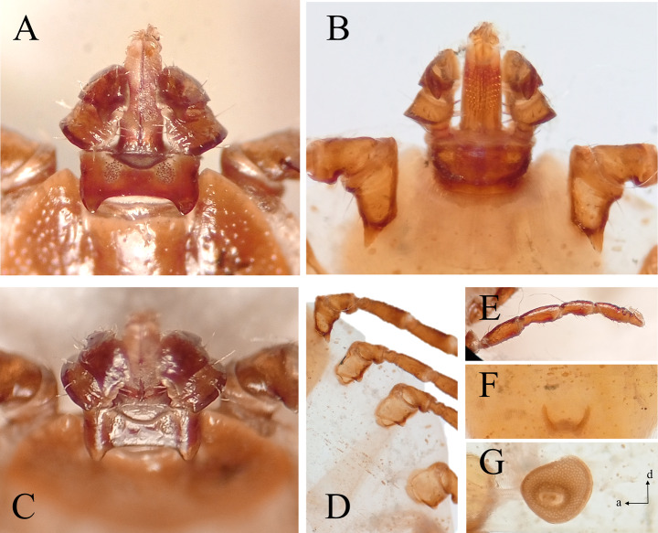 Discovery of the potentially invasive Asian longhorned tick, Haemaphysalis longicornis Neumann (Acari: Ixodidae) in Türkiye: an unexpected finding through citizen science.