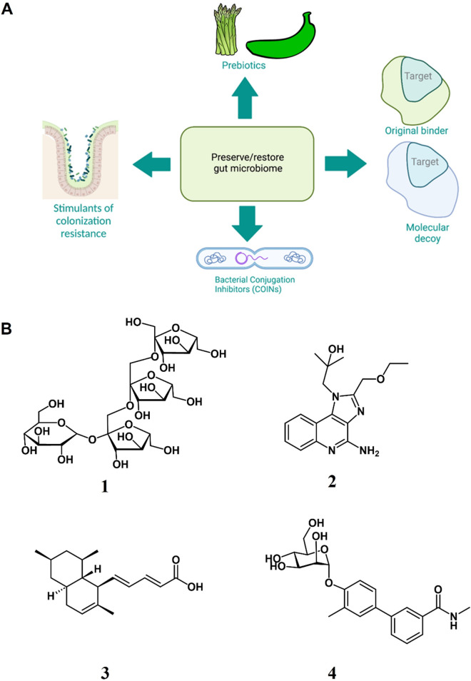 Probing and manipulating the gut microbiome with chemistry and chemical tools.
