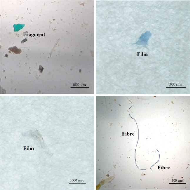 Unveiling Microplastics in Commercial Brackish Water Fishes from the Lower Meghna River Estuary of Bangladesh.