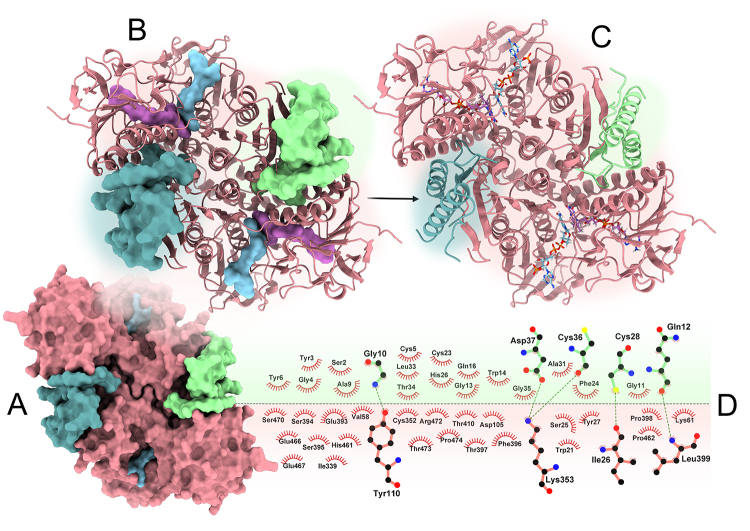 Molecular interaction assays <i>in silico</i> of crotapotin from <i>Crotalus durissus terrificus</i> against the molecular target trypanothione reductase from <i>Leishmania braziliensis</i>.