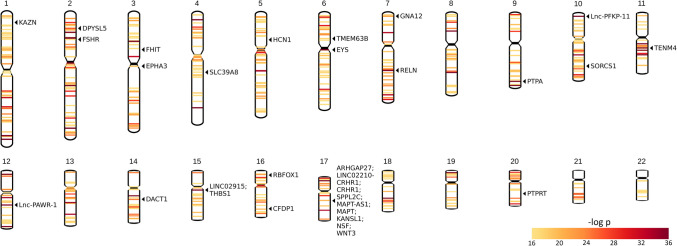 Genetic Insights into Brain Morphology: a Genome-Wide Association Study of Cortical Thickness and T<sub>1</sub>-Weighted MRI Gray Matter-White Matter Intensity Contrast.