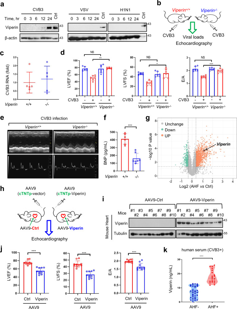 Targeting Viperin prevents coxsackievirus B3-induced acute heart failure.