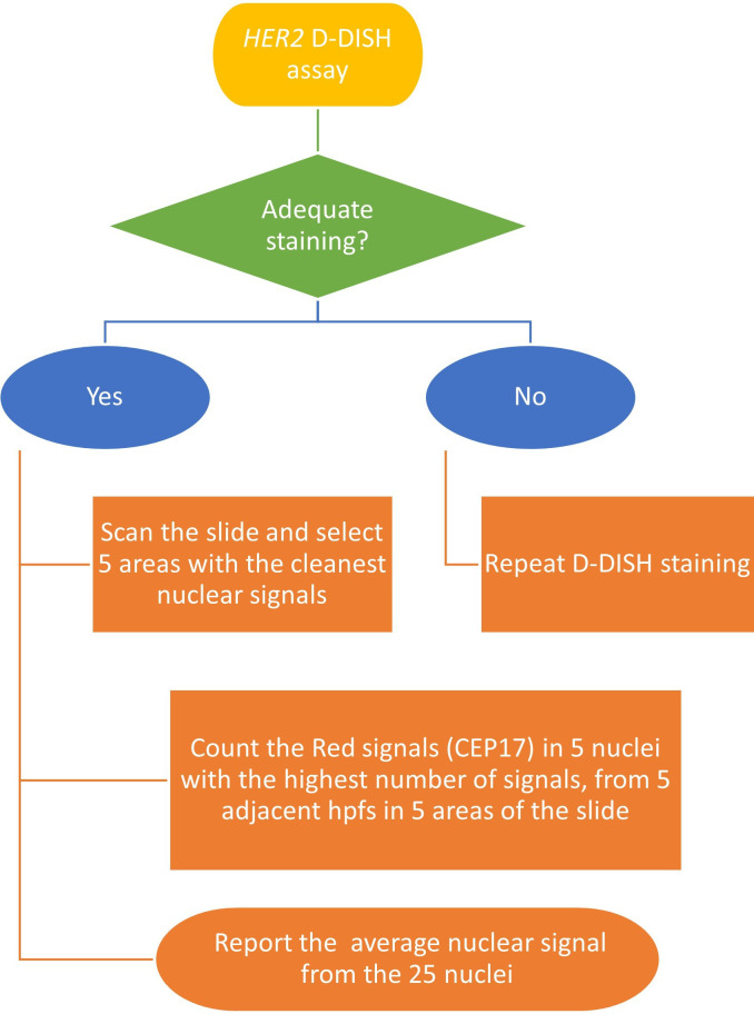 Novel scoring system provides high separation of diploidy and triploidy to aid partial hydatidiform mole diagnosis: an adaption of <i>HER2</i> D-DISH for ploidy analysis.