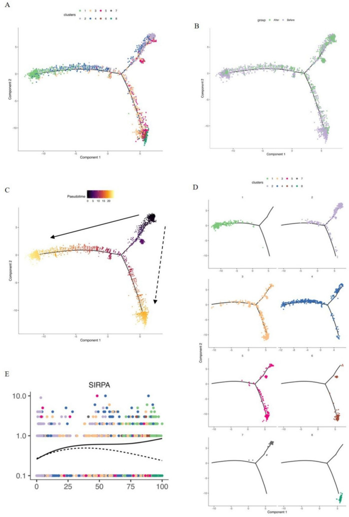 SIRPα + CD209 + cell: a specialized antigen-presenting cell that contributes to anti-SIRPα/RT therapy in colorectal cancer.