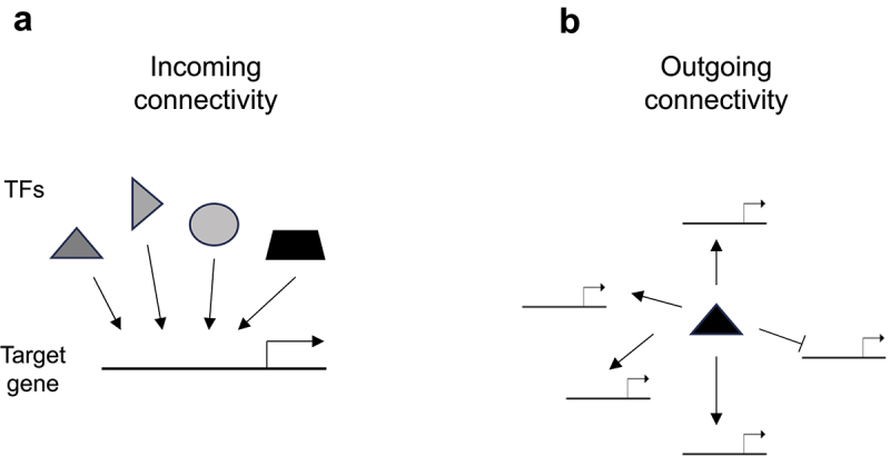 Decoding complexity: tackling the challenge of how many transcription factors regulate a plant gene.