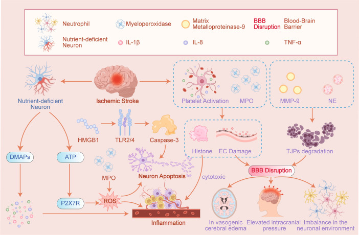 Autophagy: a double-edged sword in ischemia-reperfusion injury.