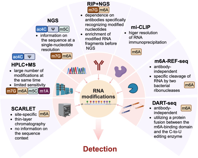 RNA modifications in the tumor microenvironment: insights into the cancer-immunity cycle and beyond.