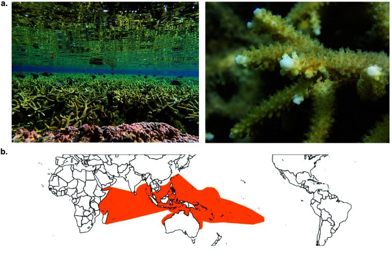 Genome assembly and annotation of <i>Acropora pulchra</i> from Mo'orea French Polynesia.