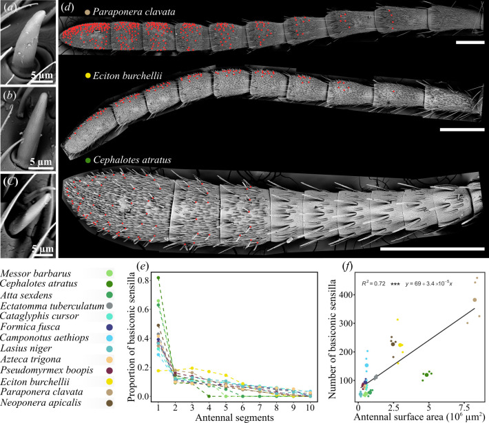 Ancestral complexity and constrained diversification of the ant olfactory system.