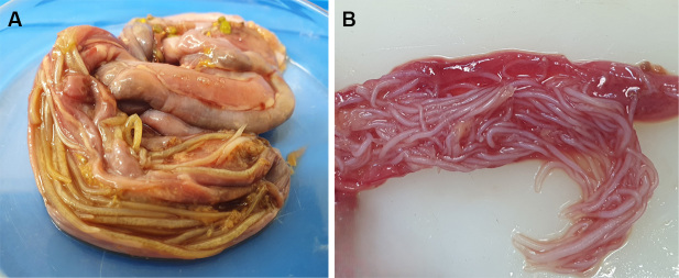 Ascaridia hermaphrodita (Froelich, 1789) and Ascaridia columbae (Gmelin, 1780) in neotropical psittacine birds.