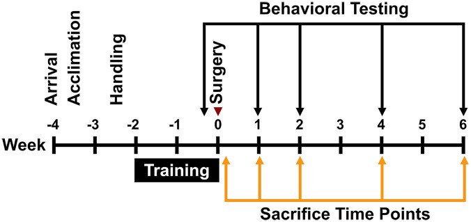 Post-Stroke Recovery in Relation to Parvalbumin-Positive Interneurons and Perineuronal Nets.