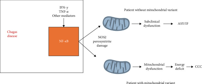 Cardiac and Digestive Forms of Chagas Disease: An Update on Pathogenesis, Genetics, and Therapeutic Targets.