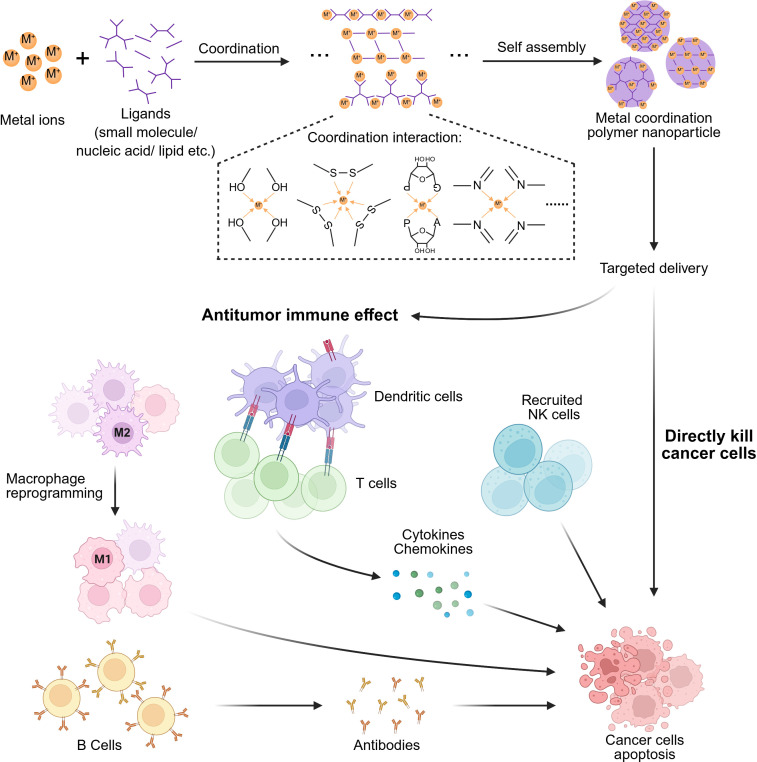 Metal coordination polymer nanoparticles for cancer therapy.