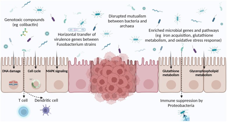 Gut microbiome in colorectal cancer: metagenomics from bench to bedside.