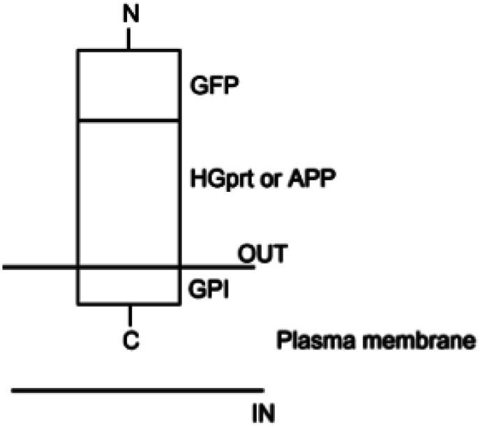 Epigenetic modulation of human neurobiological disorders: Lesch-Nyhan disease as a model disorder.