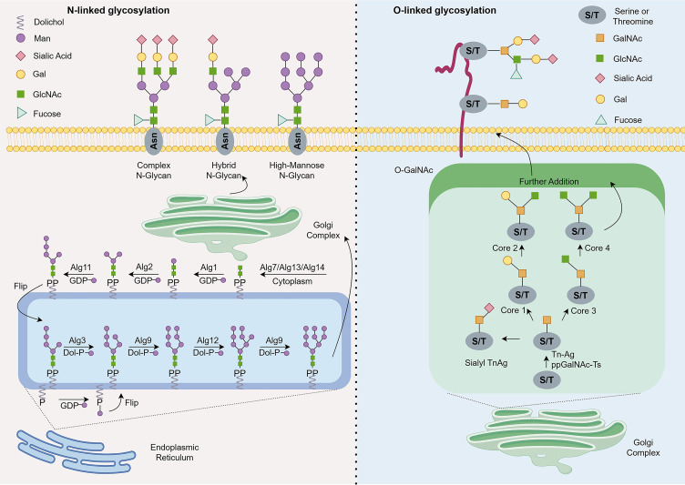 Glycosylation in T2 high and Th17 Asthma: A Narrative Review.
