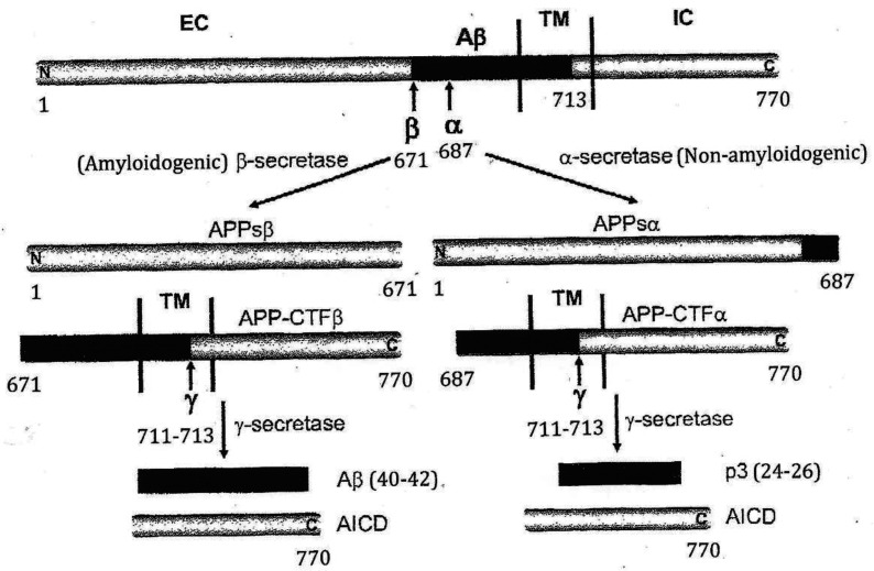 Epigenetic modulation of human neurobiological disorders: Lesch-Nyhan disease as a model disorder.