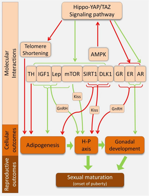 The hippo pathway: a molecular bridge between environmental cues and pace of life.