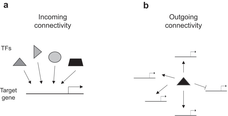 Decoding complexity: tackling the challenge of how many transcription factors regulate a plant gene.