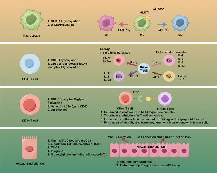 Glycosylation in T2 high and Th17 Asthma: A Narrative Review.