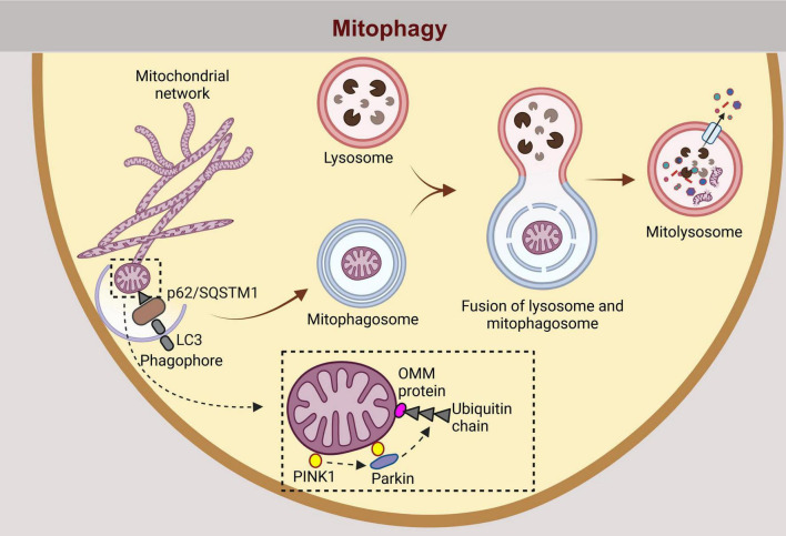Targeting autophagy in astrocytes: a potential for neurodegenerative disease intervention.
