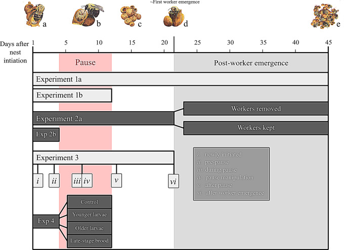 Social control of egg-laying in independently nest-founding bumble bee queens.